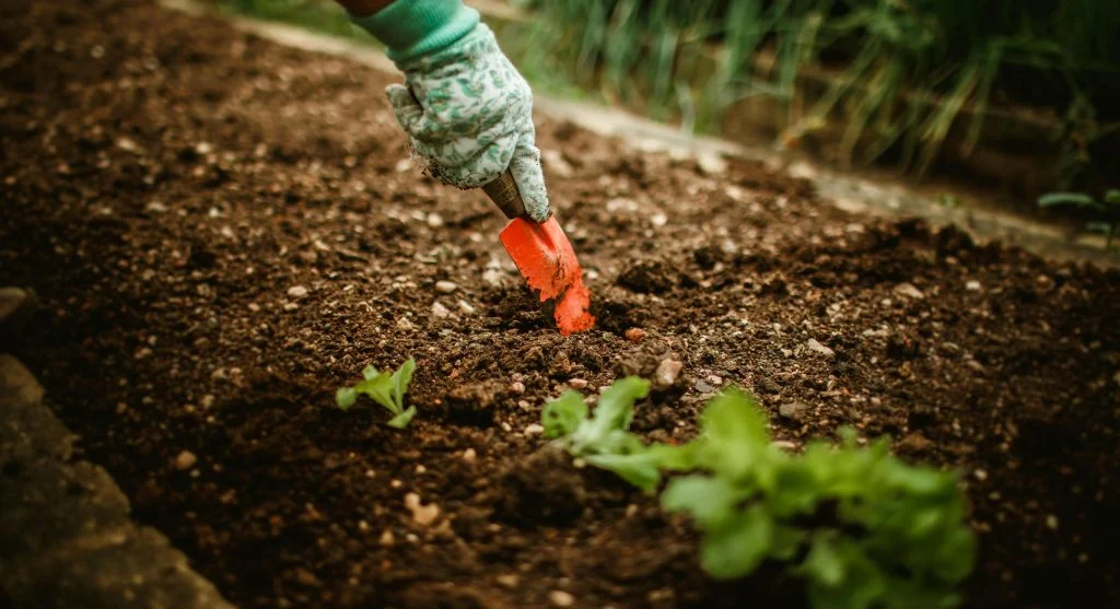 Two or three well-spaced zucchini plants in a garden bed with room to grow