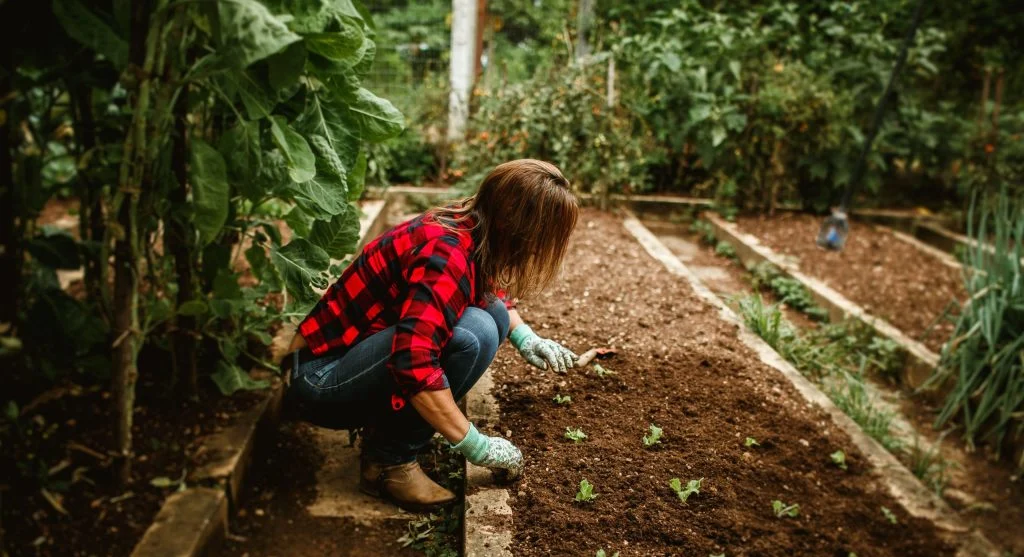 Healthy vegetable garden bed with dark, well-amended soil and thriving crops