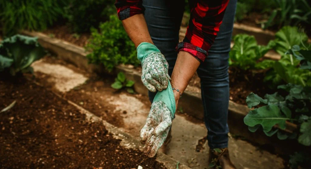 Gardener working dark leaf mold into garden bed soil before planting