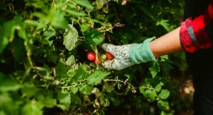 The Right Way to Prune Tomato Plants for Bigger Fruit and Healthier Growth