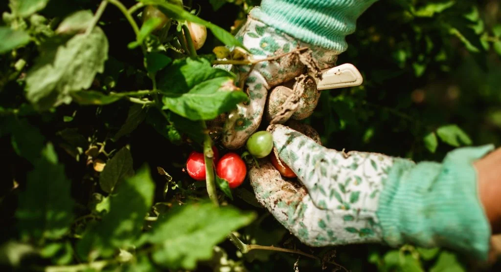 5 End-of-Summer Harvesting Mistakes That Reduce Next Year's Garden Productivity