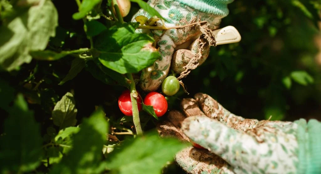 Gardener saving seeds from a ripe open-pollinated tomato for next season