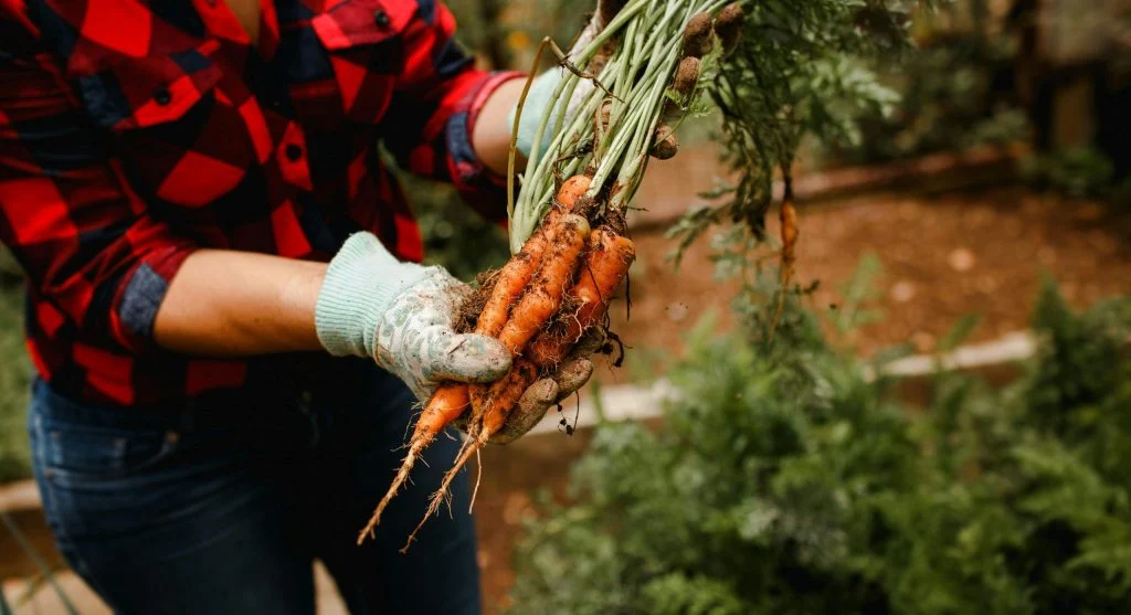 Gardener pulling a straight, full-sized carrot from loose garden soil