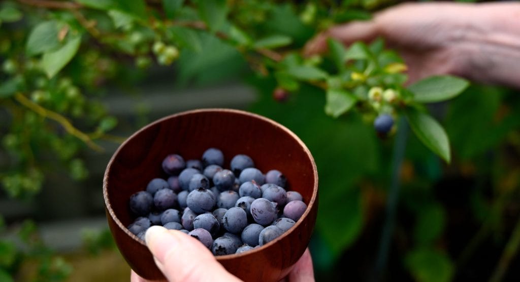 Person harvesting ripe blueberries into a bowl from a productive home bush