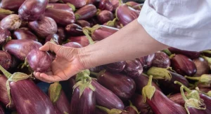 How to Grow Eggplant Successfully Even in Short-Season Northern Climates