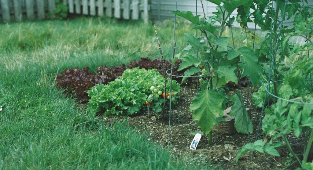 Healthy, diverse vegetable garden with multiple crop families growing in separate sections