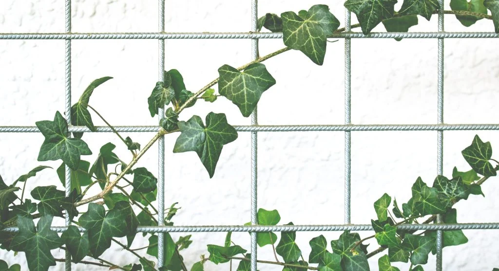 Wire mesh bin containing a pile of shredded leaves for leaf mold production