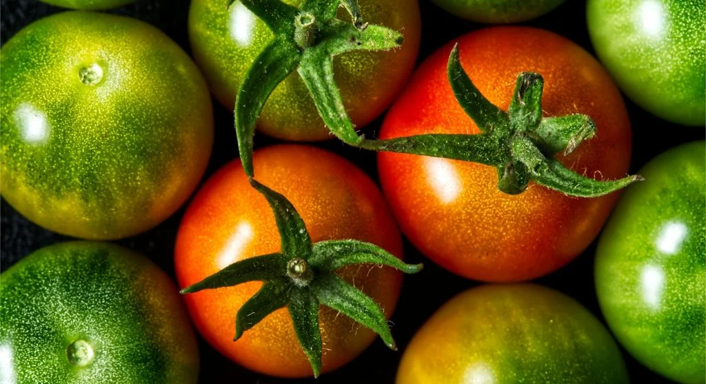 Close-up of early blight lesions on a tomato leaf showing bull's-eye pattern