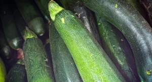 How to Grow Zucchini That Produces All Summer Without Overwhelming the Kitchen