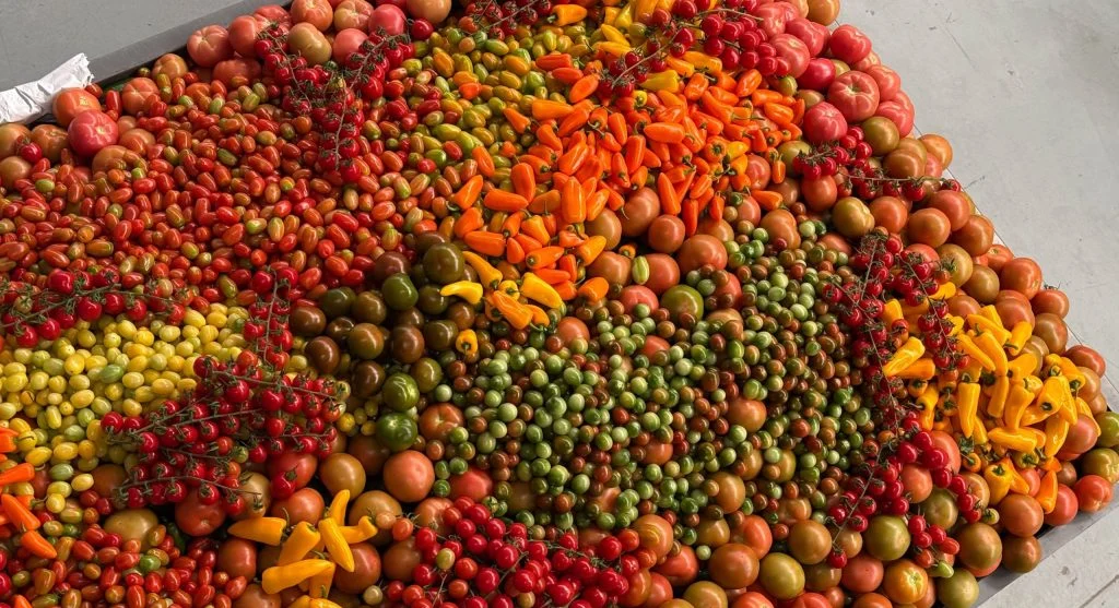 Mix of heirloom and hybrid vegetables displayed together showing diversity