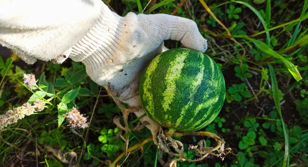 Small watermelon supported in a fabric sling on a garden trellis