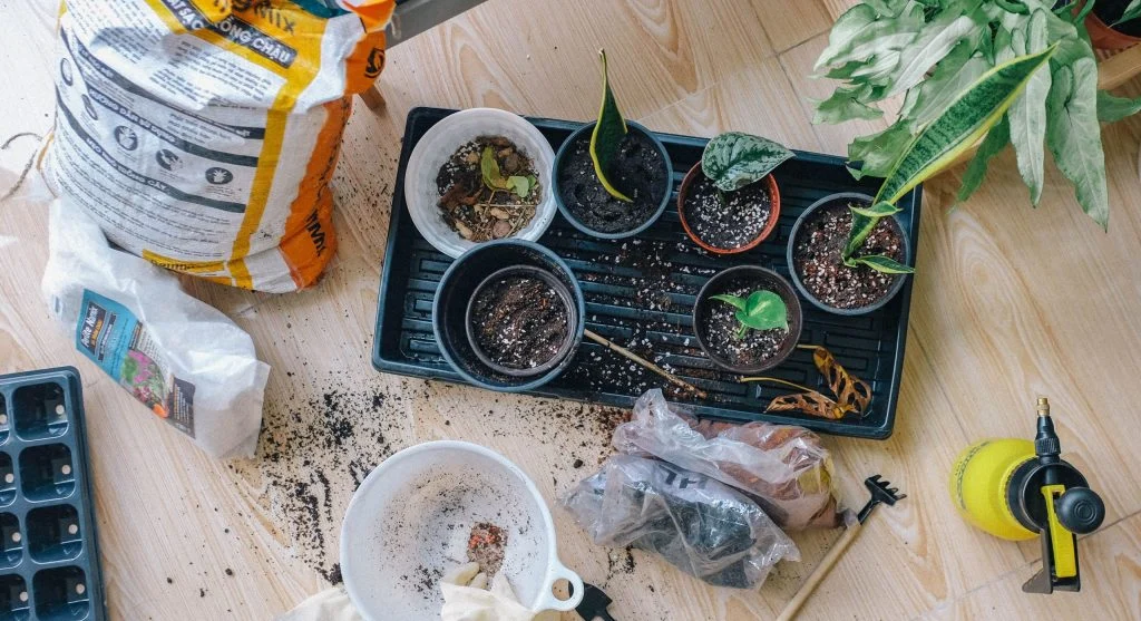 How to Grow Lavender From Seed A Slow but Rewarding Propagation Guide