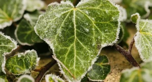 What Every Gardener Should Do in October Before the Ground Freezes