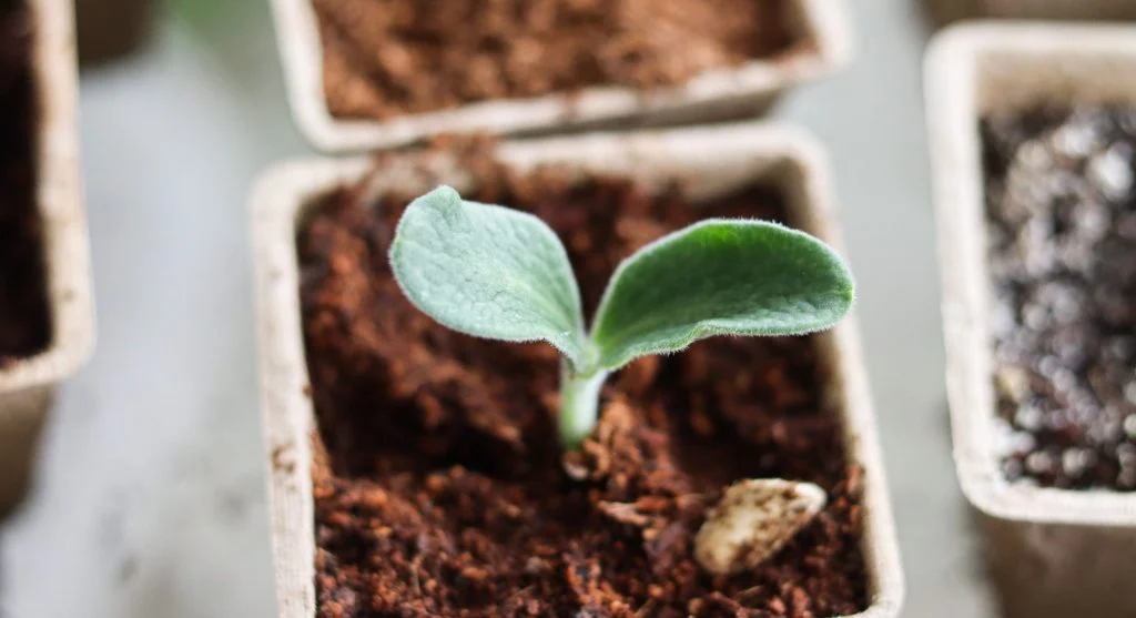 Seedlings growing in a vermiculite-rich seed starting mix showing healthy germination