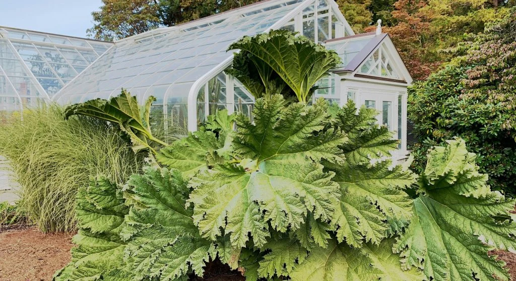 Mature rhubarb plant with thick red stalks and large green leaves