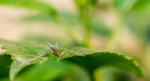 What Causes Leaf Miners and the Best Way to Stop Them Organically