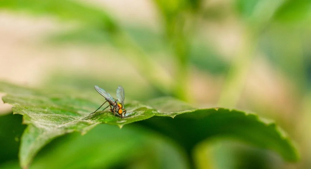 What Causes Leaf Miners and the Best Way to Stop Them Organically