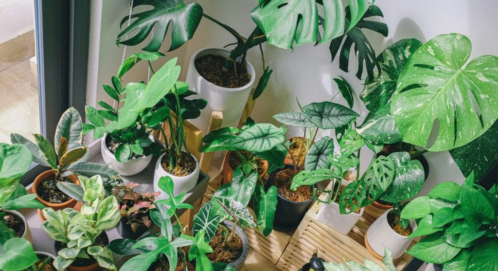 Houseplants in a shaded outdoor area being acclimated to outdoor conditions
