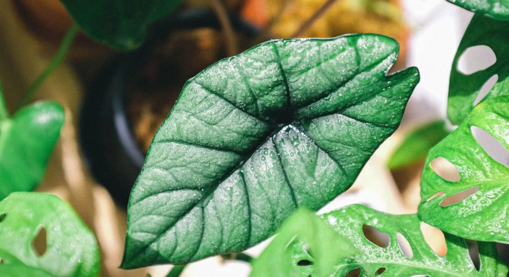 How Plant Groups Naturally Increase Humidity