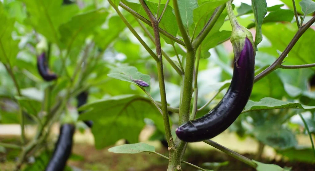 Mature eggplant fruits ready for harvest on a productive garden plant