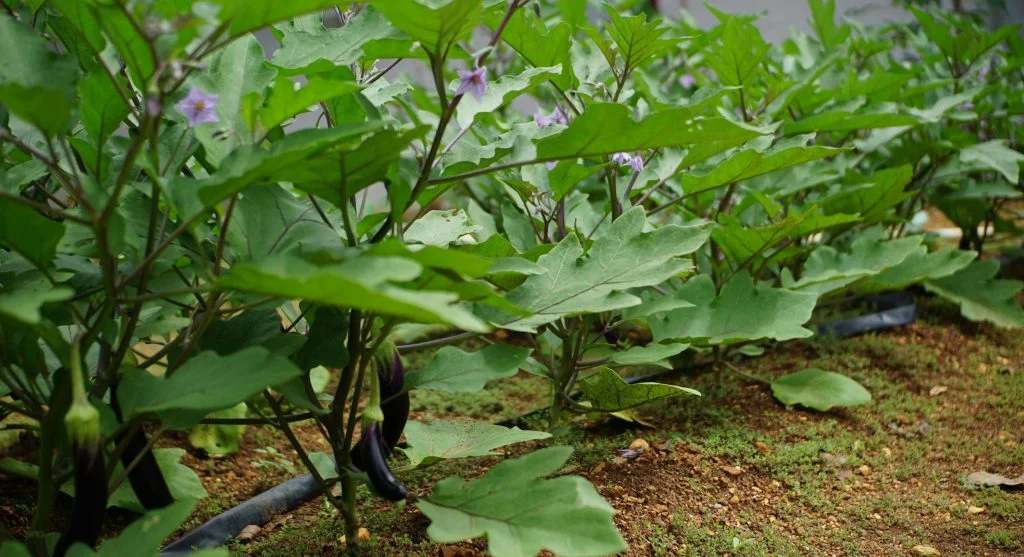 Mixed perennial vegetable bed with diverse edible plants growing together