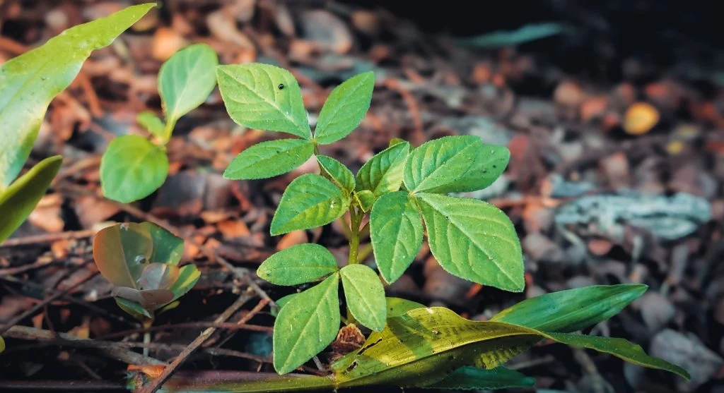 Seedling leaf showing white sunburn patches from too-rapid sun exposure