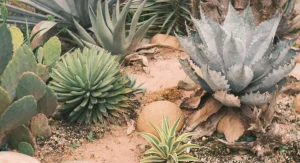 How to Keep a Garden Productive During a Drought Without Wasting Water
