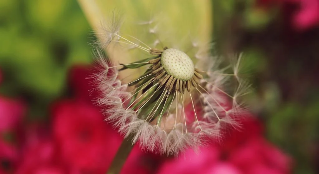 How to Collect and Store Flower Seeds for Planting the Following Year