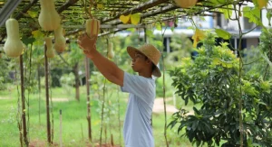 How to Train Squash and Melons to Grow Vertically on a Trellis