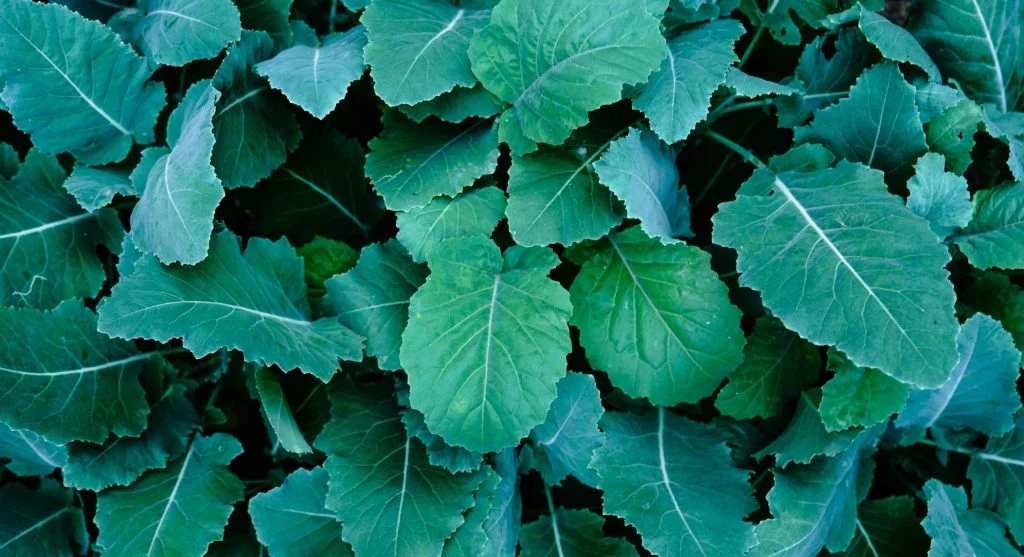 Comparison of nitrogen-deficient pale leaves and healthy dark green leaves