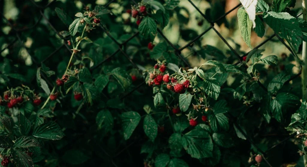 Well-maintained raspberry patch with canes growing along a support wire system