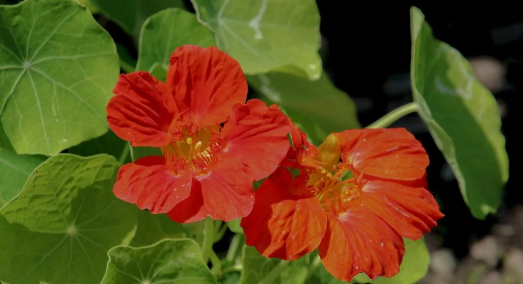 Bright sunflowers and nasturtiums blooming in a children's garden plot