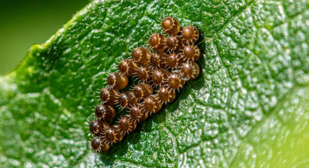 Underside of a leaf showing whitefly nymphs and eggs in various stages