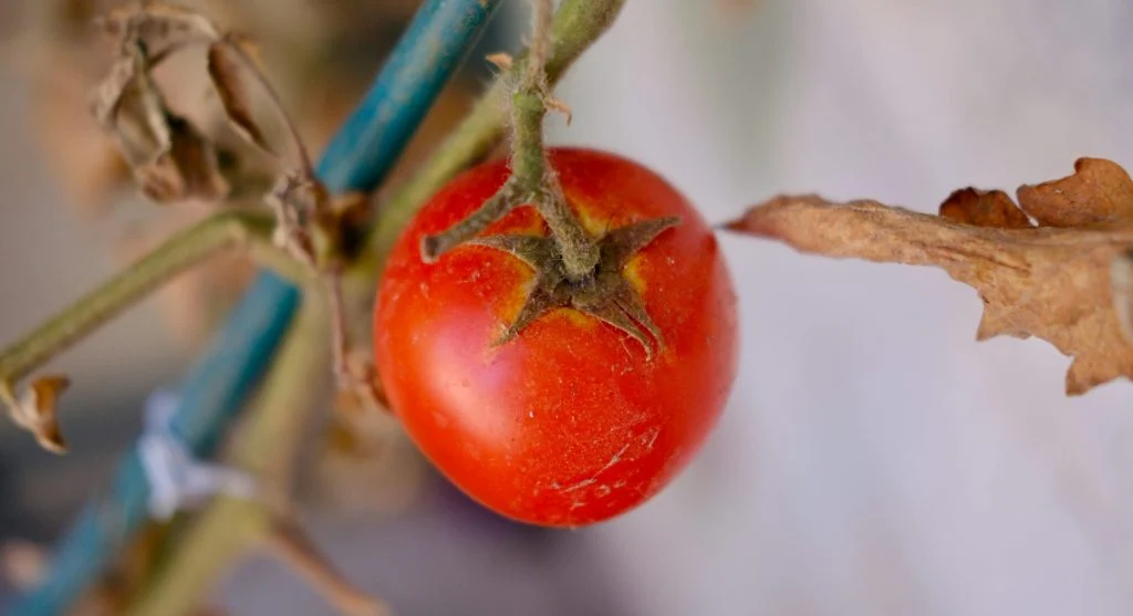 Close-up of a tomato sucker growing in the leaf axil between main stem and branch 