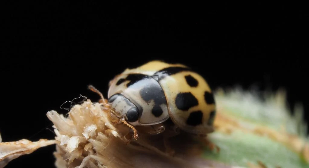 Close-up of Septoria spots showing tan centers with dark borders and tiny black dots