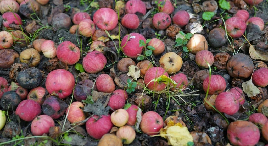 How to Make Compost Tea and Use It as a Natural Liquid Fertilizer
