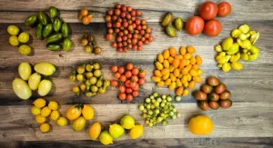 What Hybrid, Heirloom, and Open-Pollinated Seeds Mean and Which to Choose