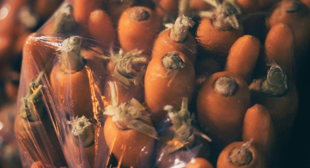 White roots visible through clear plastic wrap on a successful air layer