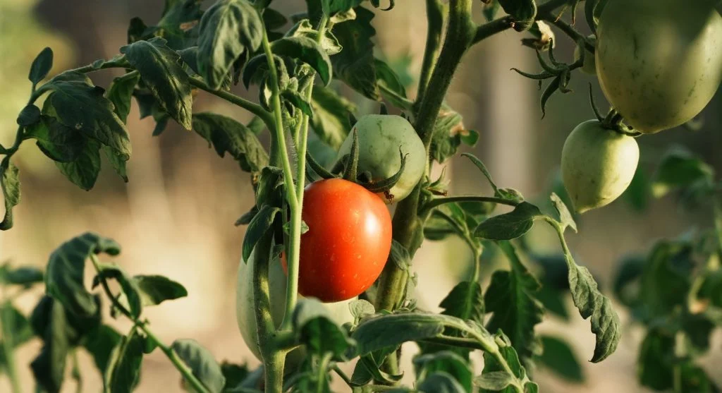 Tomato being harvested at the breaker stage showing first blush of color
