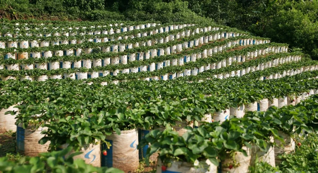 Comparison of balanced fertilizer and high-nitrogen fertilizer bags
