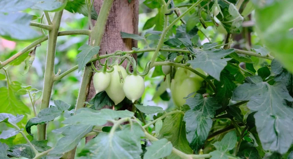 Healthy tomato plant with full foliage and developing fruit, pest-free
