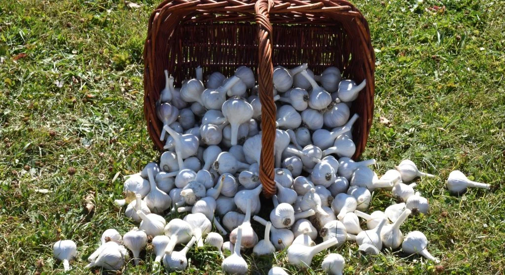 Garlic cloves and onion sets being planted in a garden bed in late fall