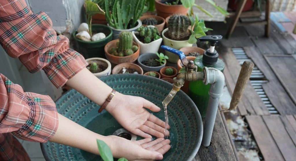 Succulent being thoroughly watered until water drains from the pot bottom