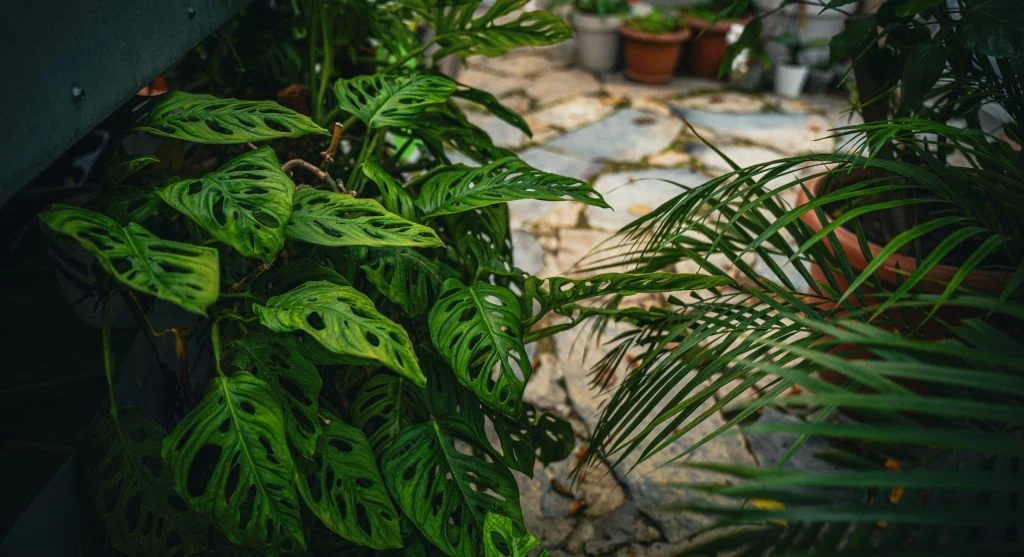 Lush, thriving houseplants on a shaded patio showing vigorous summer growth