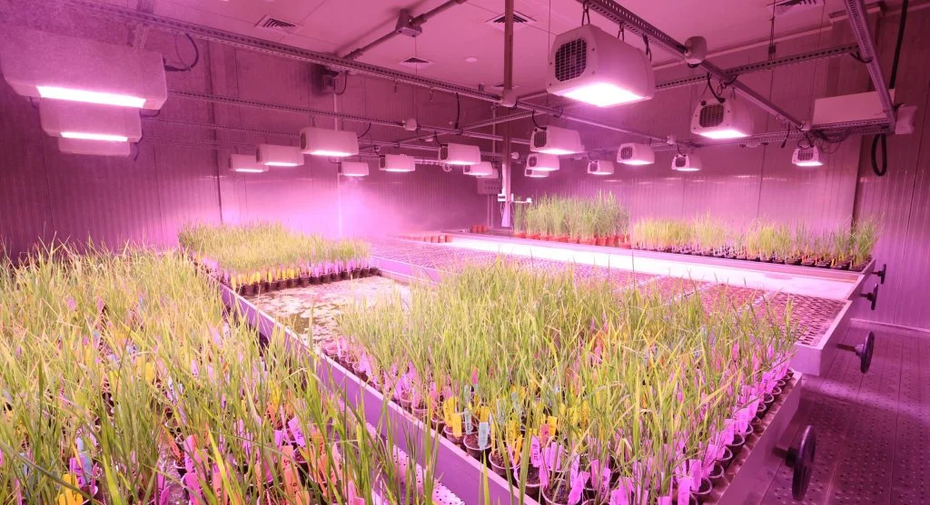 Seedlings growing compact and healthy under a simple LED shop light setup