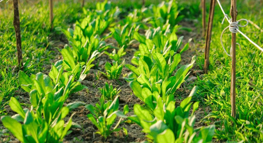 Early spring garden with overwintered kale and newly sown lettuce rows