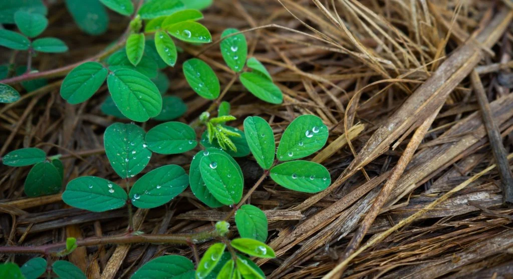 Thick straw mulch around vegetable plants conserving moisture in dry conditions