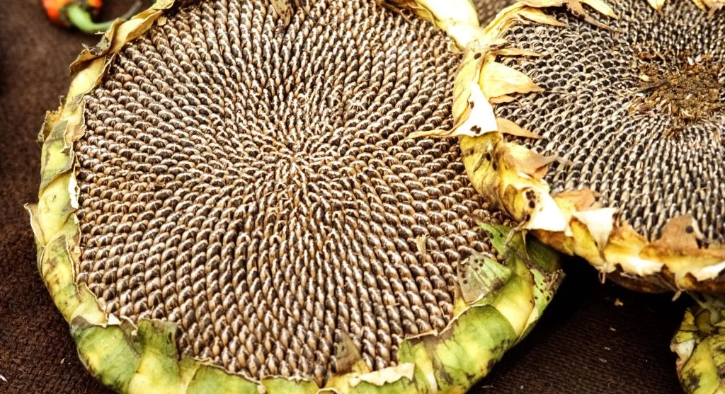 Dried marigold and zinnia seed heads being separated to extract seeds
