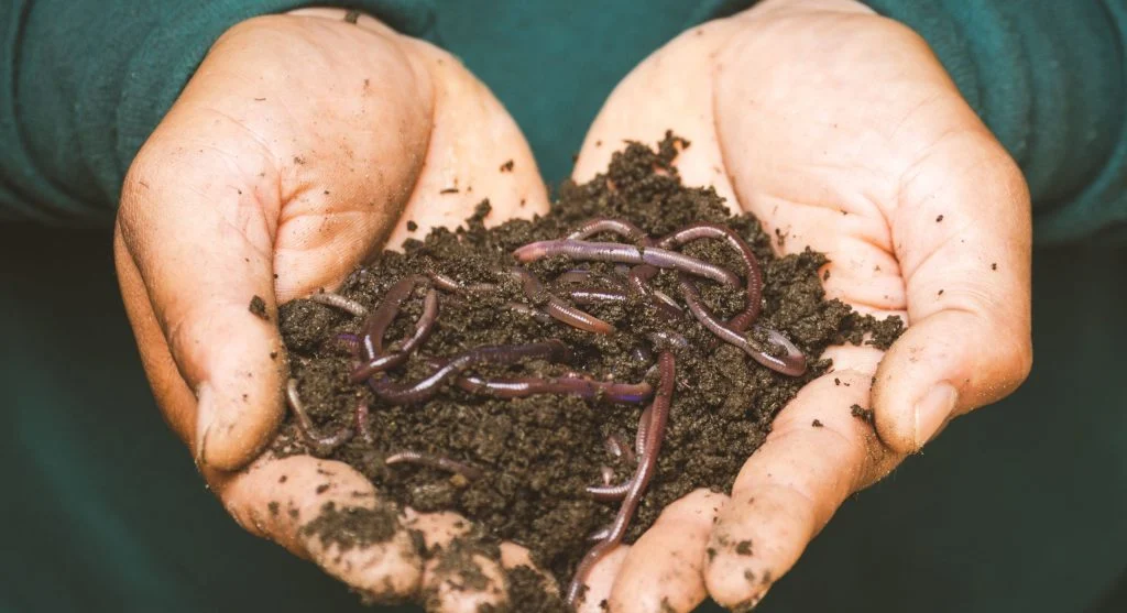 The Difference Between Compost, Mulch, and Fertilizer and When to Use Each One