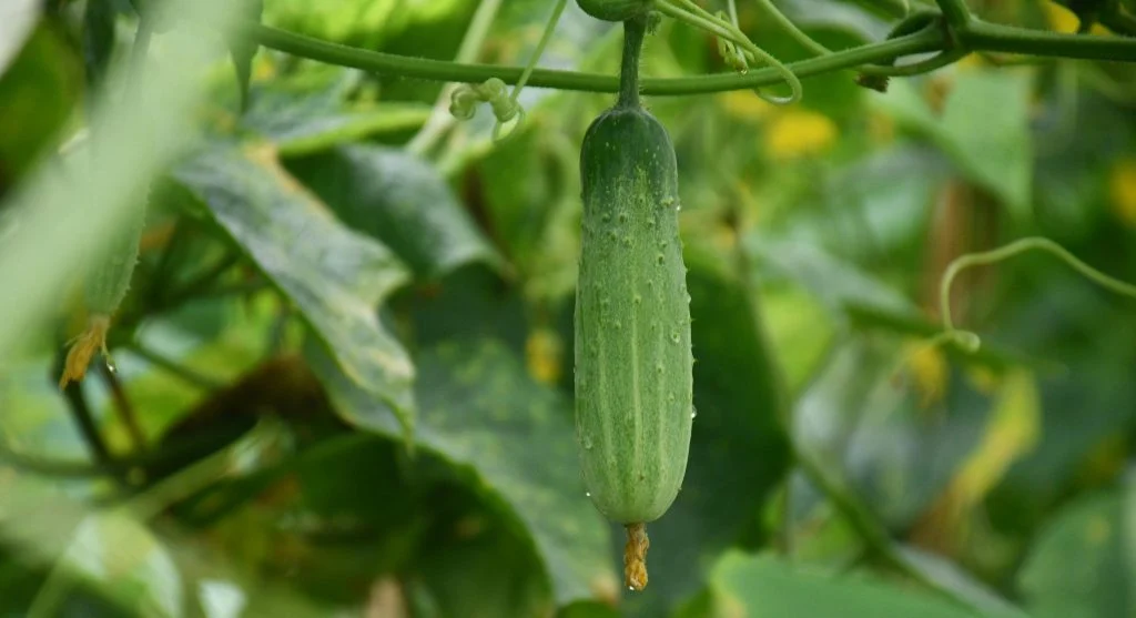 Healthy cucumber vine with deep green leaves and developing fruit
